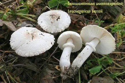 ciuperci comestibile