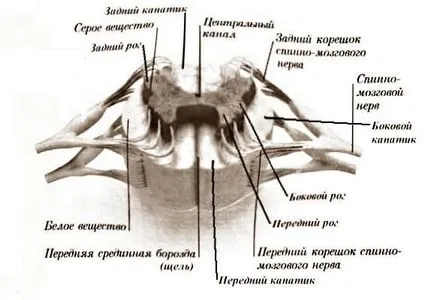 Materia cenușie și albă a măduvei spinării (gri) materia cenușie și albă a măduvei spinării