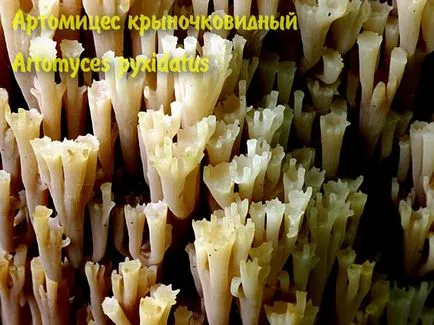 ciuperci comestibile
