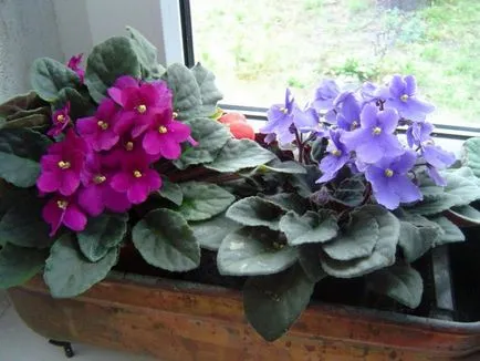 Saintpaulia (violete) de îngrijire la domiciliu