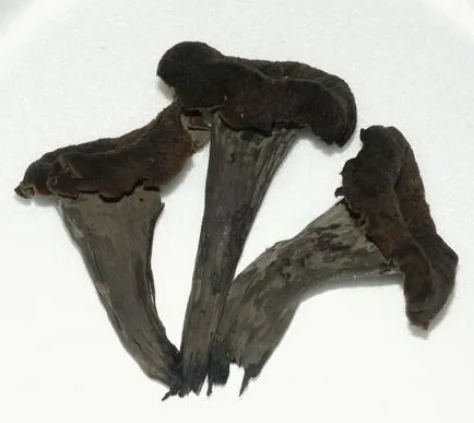 ciuperci comestibile
