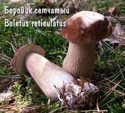 ciuperci comestibile
