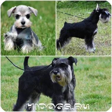 pui Schnauzer miniatural sunt toate despre rasa, mai ales în natură (foto)