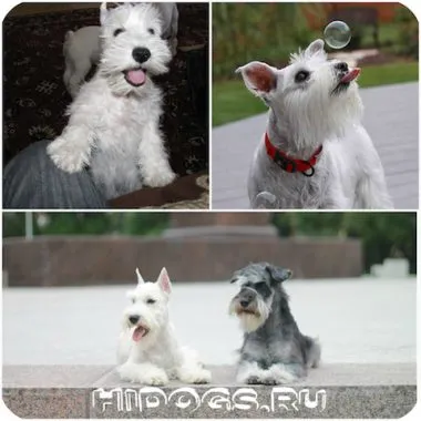 pui Schnauzer miniatural sunt toate despre rasa, mai ales în natură (foto)