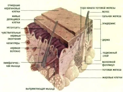 Solzos, râios scalp de un adult, un copil ce să facă, motivele