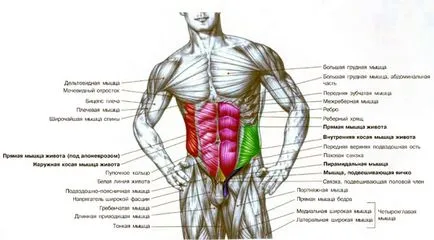 Șase-pack în două săptămâni - aceasta este într-adevăr o revistă de sport viziune de zi cu zi (prețuite șase-pack) Șase-pack în două săptămâni - aceasta este într-adevăr o viziune revistă de sport de zi cu zi