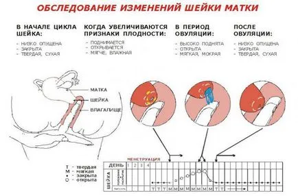 Colului uterin înainte de menstruație la atingere, arata ca și ceea ce ar trebui să fie (în față) Colului uterin înainte de menstruație la atingere, arata ca și ceea ce ar trebui să fie