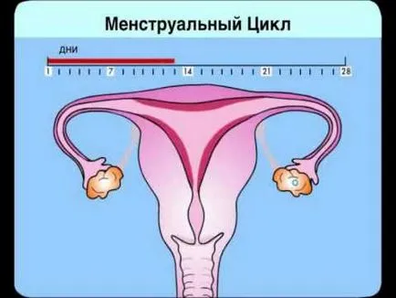 Colului uterin înainte de menstruație la atingere, arata ca si cum ar trebui să fie (lunar) Colului uterin înainte de menstruație la atingere, arata ca și ceea ce ar trebui să fie