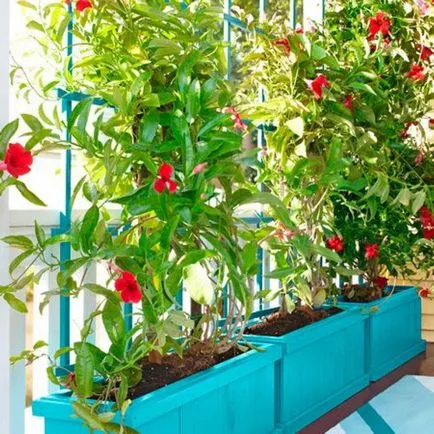 Leasă pentru plante agățătoare cu propriile lor mâini, materiale și sfaturi (mâini) Leasă pentru plante agățătoare cu mâinile proprii, materiale și sfaturi