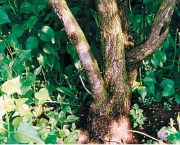 Lilac de la cumpărare să înflorească, și știința vieții (istoria științei) Lilac de la cumpărare să înflorească, știință și viață