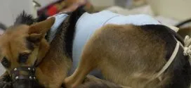 Simptomele de cancer de san la pisici și câini (foto și materiale video)