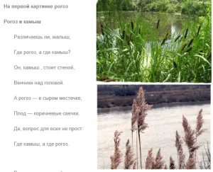 foșneau stufului