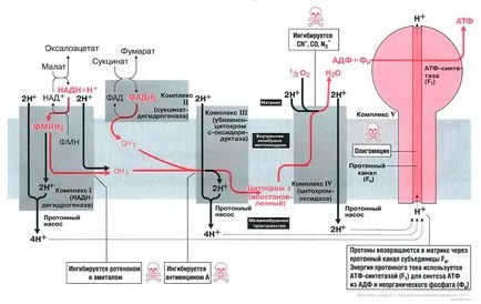 sinteza ATP