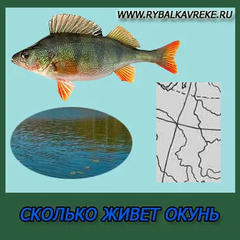Câte vieți biban - ce să mănânce, care are o culoare (ca viata Grouper) Câte vieți biban - ce să mănânce, care este de culoare