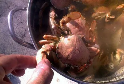 Cât de mult și cum să gătească crab proaspete și congelate la domiciliu