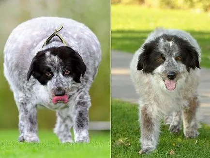 Cât de greu este cel mai gras caine din lume pentru a revizui și fotografie cu blană pentru animale de companie (câine) Cât de greu este cel mai gras caine din lume pentru a revizui și fotografii cu blană pentru animale de companie