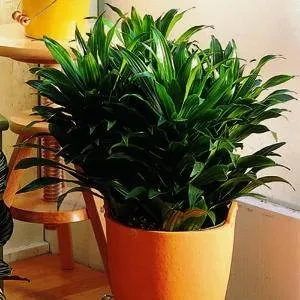 Cum să crească Dracaena Cum să crească Dracaena