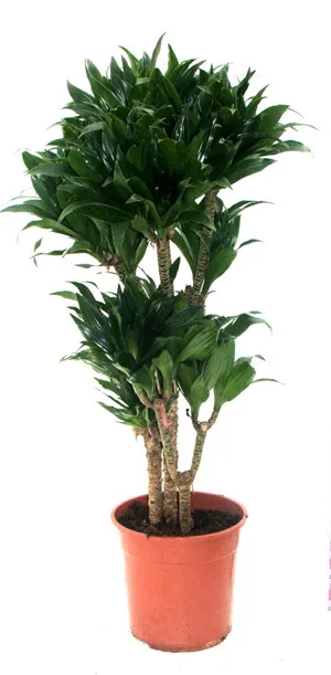 Cum să crească Dracaena Cum să crească Dracaena