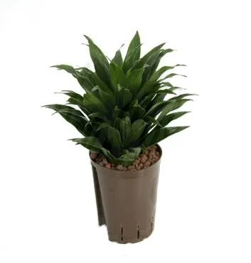 Cum să crească Dracaena Cum să crească Dracaena