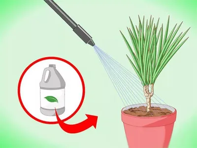 Cum să crească Dracaena Cum să crească Dracaena