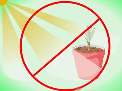 Cum să crească Dracaena Cum să crească Dracaena