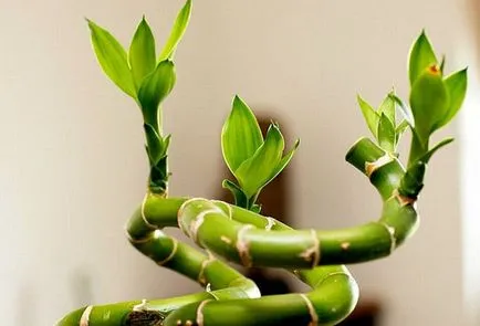 Cum să crească Dracaena