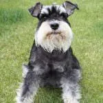 câine Schnauzer miniatural (50 poze) pitice albe, piper și sare de culoare, care dimensiunea Schnauzer (pitice) câine Schnauzer miniatural (50 poze) pitice albe, piper și sare de culoare, ce dimensiuni Schnauzer,