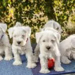 câine Schnauzer miniatural (50 poze) pitice albe, piper și sare de culoare, ce dimensiuni Schnauzer, (foto) câine Schnauzer miniatural (50 poze) pitice albe, piper și sare de culoare, ce dimensiuni Schnauzer,
