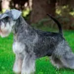 câine Schnauzer miniatural (50 poze) pitice albe, piper și sare de culoare, ce dimensiune Schnauzer (culoare) câine Schnauzer miniatural (50 poze) pitice albe, piper și sare de culoare, ce dimensiuni Schnauzer,