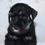 câine Schnauzer miniatural (50 poze) pitice albe, piper și sare de culoare, ce dimensiune Schnauzer (culoare) câine Schnauzer miniatural (50 poze) pitice albe, piper și sare de culoare, ce dimensiuni Schnauzer,