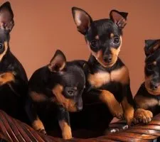 Câine pinscher pitic (Pinscher miniatură) rasa descriere, fotografii, prețul de pui, comentarii