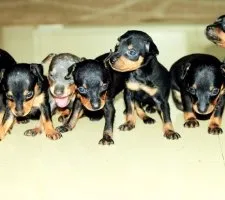 Câine pinscher pitic (Pinscher miniatură) rasa descriere, fotografii, prețul de pui, comentarii