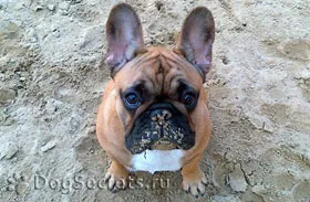 Dog mănâncă pământ de ce și ce să facă (câine) Dog mănâncă pământ de ce și ce să facă