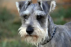 Miniature Schnauzer câine rasa descriere standard aspectul și caracterul pe recenziile proprietarilor de câini (rasa) Miniature Schnauzer câine rasa descriere standard aspectul și caracterul pe recenziile proprietarilor de câini