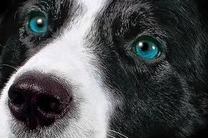 secrete Canine Krugosvet Encyclopedia