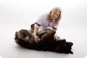 Dog râgâit - BURP - Simptome, cauze si tratament (cauza) Dog râgâit - ragait - Simptome, cauze si tratament