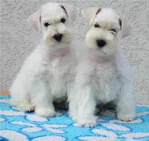 Miniature Schnauzer câine rasa descriere standard aspectul și caracterul pe recenziile proprietarilor de câini (Schnauzer miniatural) Miniature Schnauzer câine rasa descriere standard aspectul și caracterul pe recenziile proprietarilor de câini