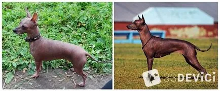 Dog Xoloitzcuintle fotografie, preț, caracteristici descriere a rasei (Xoloitzcuintle) fotografii câine Xoloitzcuintle, preț, descrierea caracteristicilor rasei