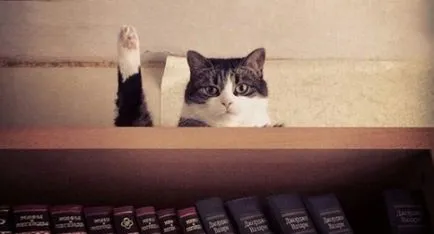 Funny cats poze