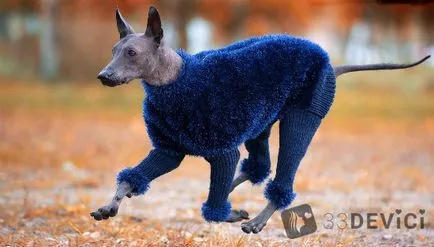 fotografii Dog Xoloitzcuintle, preț, descrierea caracteristicilor rocilor (din cauza lipsei de păr) fotografii câine Xoloitzcuintle, preț, descrierea caracteristicilor rasei