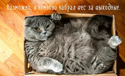 Funny cats poze