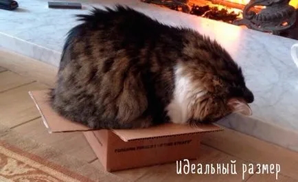 Funny cats poze