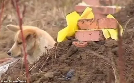 Canine loialitate câine, plîngeau la mormintele proprietarilor și îndurerați pentru cei morți prieteni cu patru picioare (proprietarii) loialitate câine canina, plângând la mormintele proprietarilor și îndurerată pentru cei morți cu patru picioare prieteni
