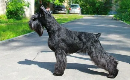câine Schnauzer miniatural (50 poze) pitice albe, piper și sare de culoare, ce dimensiuni Schnauzer (câine) câine Schnauzer miniatural (50 poze) pitice albe, piper și sare de culoare, ce dimensiuni Schnauzer,