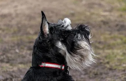 câine Schnauzer miniatural (50 poze) pitice albe, piper și sare de culoare, ce dimensiuni Schnauzer, (foto) câine Schnauzer miniatural (50 poze) pitice albe, piper și sare de culoare, ce dimensiuni Schnauzer,