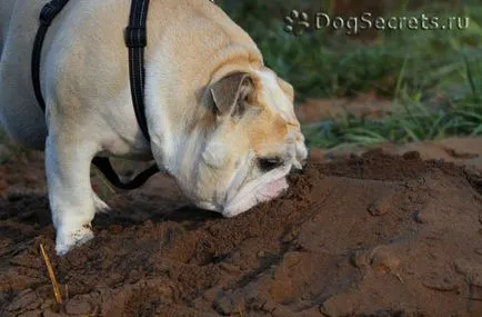 Dog mănâncă pământ de ce și ce să facă (cauza) Dog mănâncă pământ de ce și ce să facă