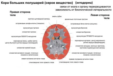Din nou, despre creier, vindecare spațiu de viață (a creierului) Din nou, despre creier, spațiu de viață de vindecare