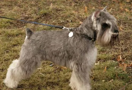 câine Schnauzer miniatural (50 poze) pitice albe, piper și sare de culoare, care dimensiunea Schnauzer (pitice) câine Schnauzer miniatural (50 poze) pitice albe, piper și sare de culoare, ce dimensiuni Schnauzer,