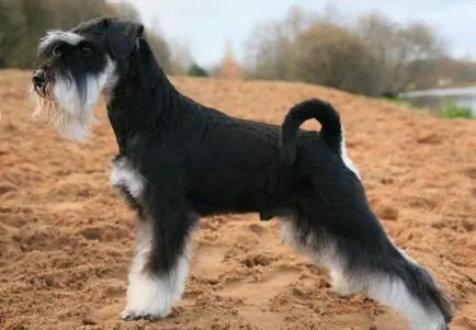 câine Schnauzer miniatural (50 poze) pitice albe, piper și sare de culoare, ce dimensiuni Schnauzer (câine) câine Schnauzer miniatural (50 poze) pitice albe, piper și sare de culoare, ce dimensiuni Schnauzer,