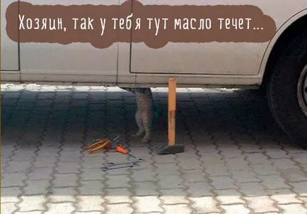 Funny cats poze